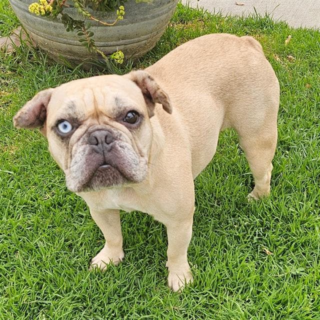 Macy - French Bulldog