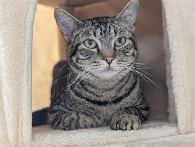 Prada - Domestic Short Hair