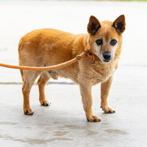 George - Australian Cattle Dog/Blue Heeler