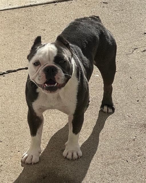 Kaiju - French Bulldog
