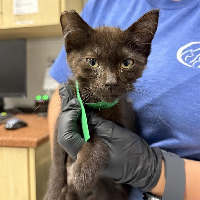 Unknown - Domestic Short Hair