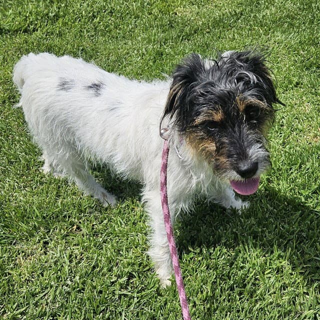 Cherry Berry - Parson Russell Terrier