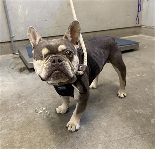 Bluey - French Bulldog