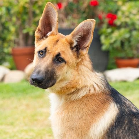 Unknown - German Shepherd Dog