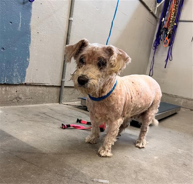 Sophia - Poodle (Miniature)