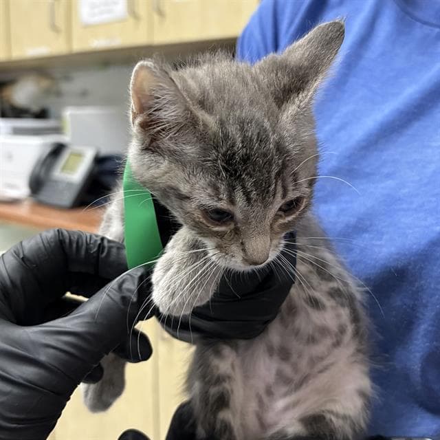 Unknown - Domestic Short Hair