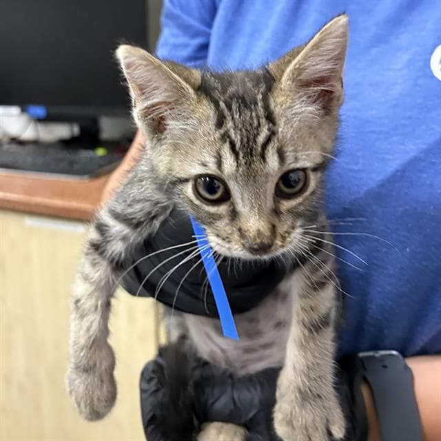 Unknown - Domestic Short Hair