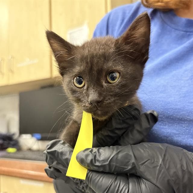 Unknown - Domestic Short Hair
