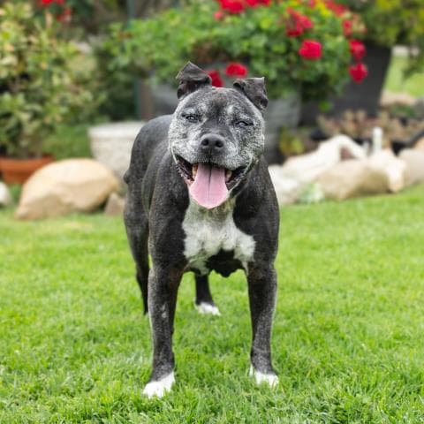 Dorothy - Pit Bull Terrier
