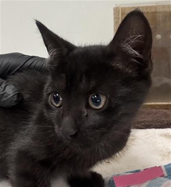 Unknown - Domestic Short Hair