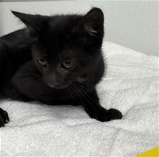 Unknown - Domestic Short Hair