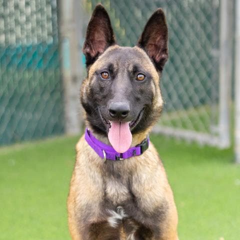 Kingston - Belgian Shepherd Malinois