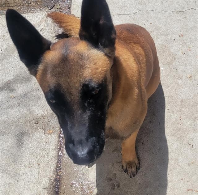 Ronin - Belgian Shepherd Malinois
