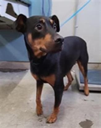 Shelby - Doberman Pinscher