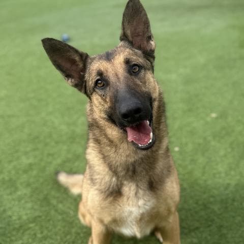 Keira - German Shepherd Dog
