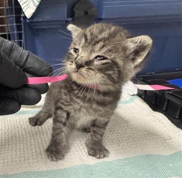 Olivia - Domestic Short Hair