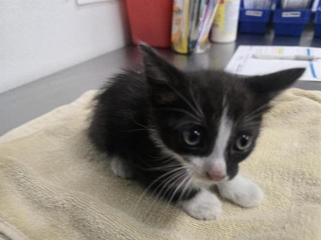 Unknown - Domestic Short Hair
