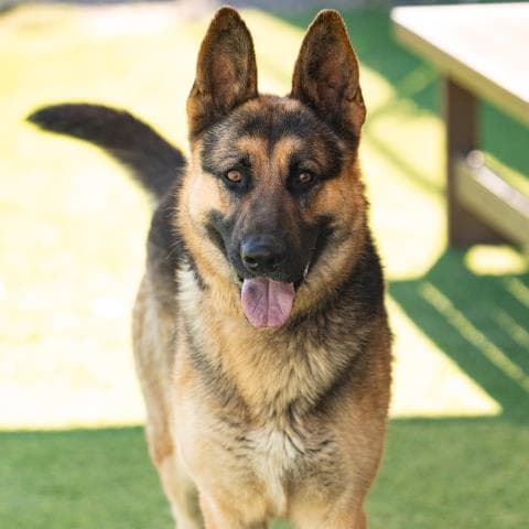 Kennedy - German Shepherd Dog