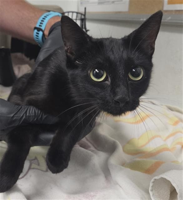 Zamerra - Domestic Short Hair