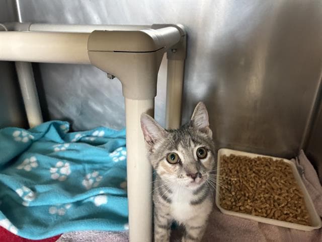 Unknown - Domestic Short Hair
