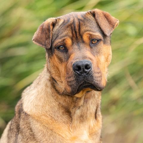 Grizzly - Chinese Shar-Pei