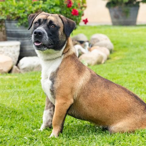 Arrow - Pit Bull Terrier