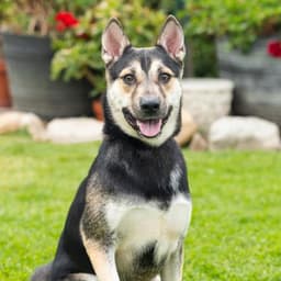 Sammy image 1
