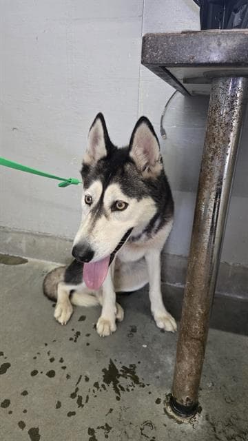 Unknown - Siberian Husky