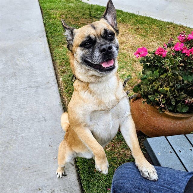 Max - Pug