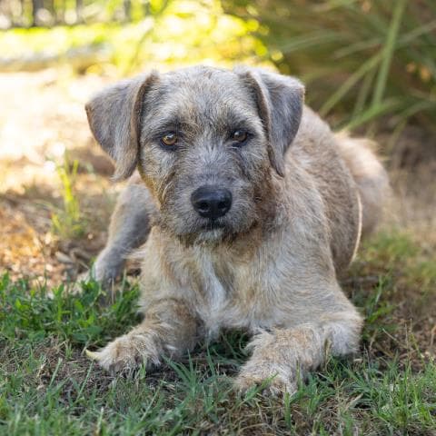 Buffy - Border Terrier