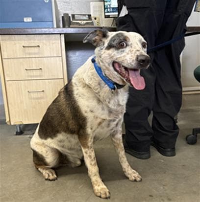 Unknown - Australian Cattle Dog/Blue Heeler