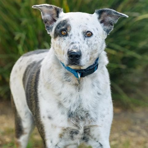 Unknown - Australian Cattle Dog/Blue Heeler
