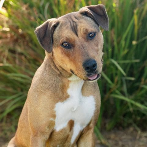 Belgium - Pit Bull Terrier