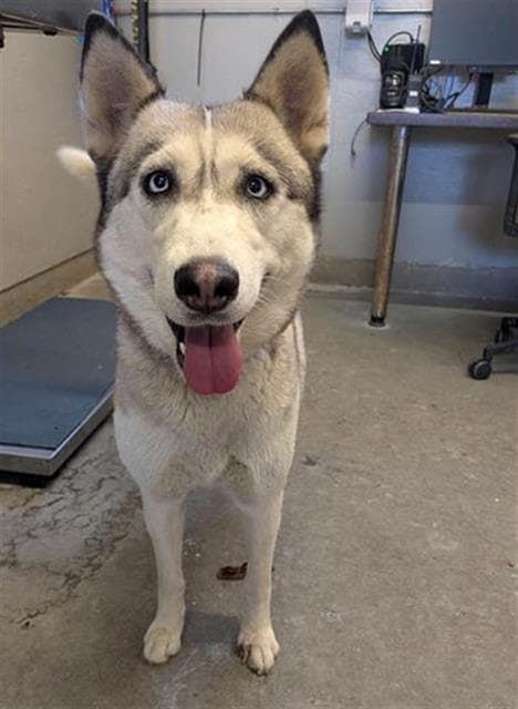 Norway - Siberian Husky