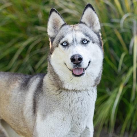 Norway - Siberian Husky