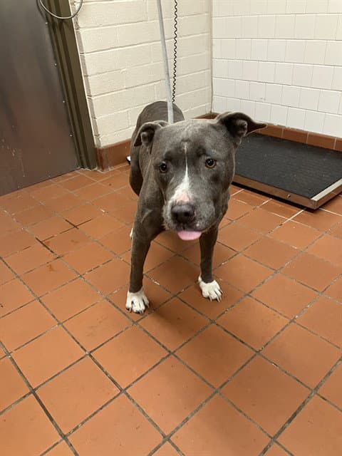 Unknown - American Pit Bull Terrier