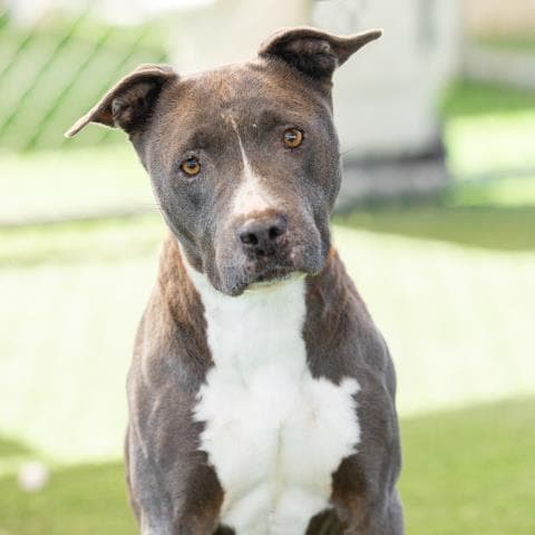 Unknown - American Pit Bull Terrier