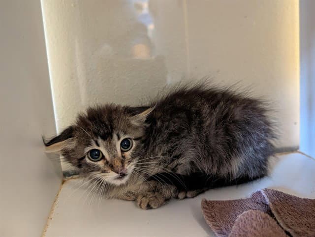 Mr Kitty - Domestic Medium Hair