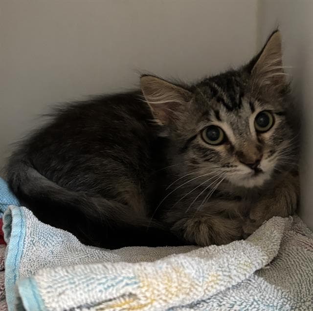 Mr Kitty - Domestic Medium Hair