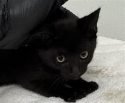 Benji image 1