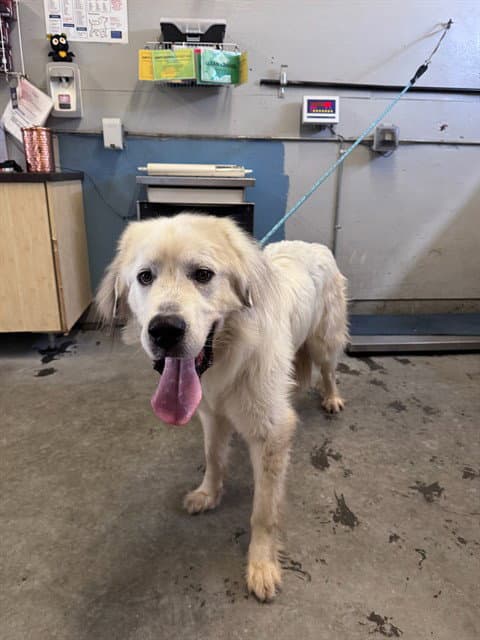 Monty - Great Pyrenees