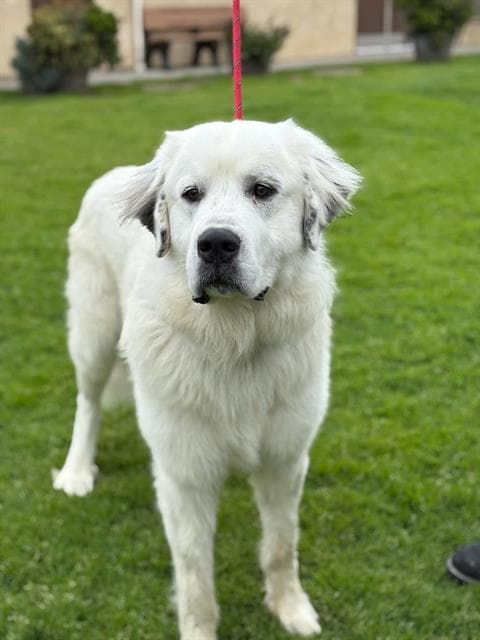 Monty - Great Pyrenees