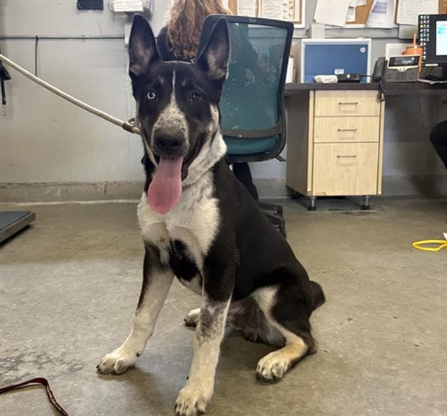 Unknown - Australian Cattle Dog/Blue Heeler