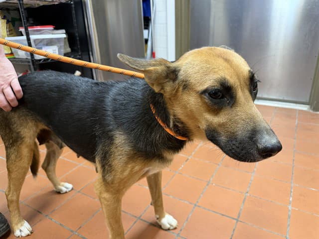 Unknown - German Shepherd Dog