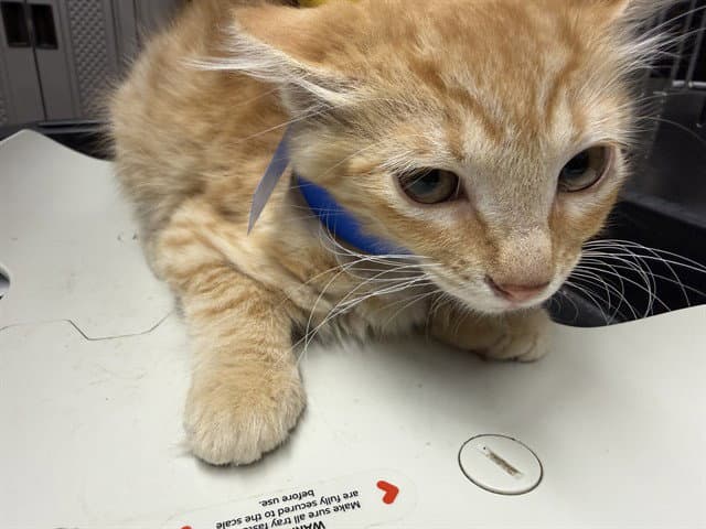 Unknown - Domestic Medium Hair