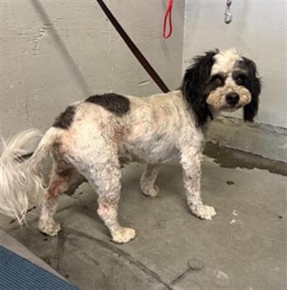 Unknown - Poodle (Miniature)