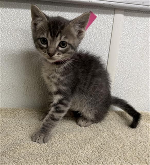 Unknown - Domestic Short Hair