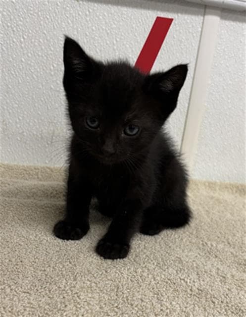 Unknown - Domestic Short Hair