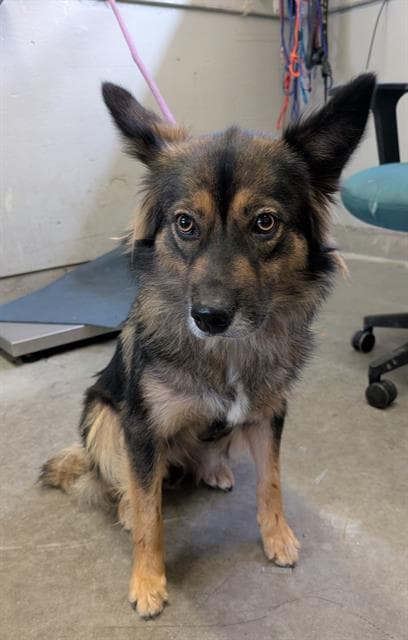 Unknown - Australian Cattle Dog/Blue Heeler