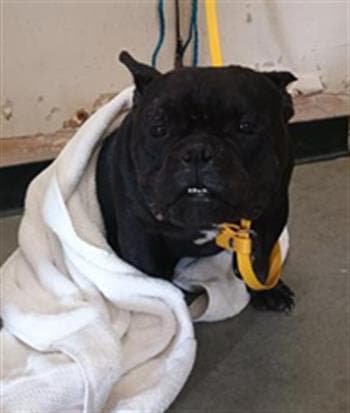 Barnaby - Bulldog